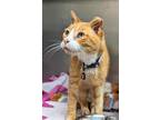 Adopt Bobby Sox a Orange or Red Domestic Shorthair / Domestic Shorthair / Mixed