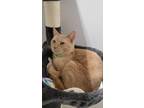 Adopt Anelli a Tan or Fawn Domestic Shorthair / Domestic Shorthair / Mixed cat