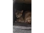 Adopt Pansotti a Gray or Blue Domestic Shorthair / Domestic Shorthair / Mixed