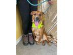 Adopt Shaley a Brown/Chocolate Shar Pei / Mixed dog in LaHarpe, KS (40141556)