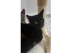 Adopt Rotelle a All Black Domestic Shorthair / Mixed Breed (Medium) / Mixed