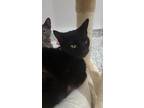 Adopt Rotelle a All Black Domestic Shorthair / Domestic Shorthair / Mixed cat in