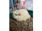 Adopt Eggs a White Guinea Pig / Guinea Pig / Mixed (short coat) small animal in