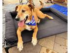 Adopt Obie a Red/Golden/Orange/Chestnut - with White Labrador Retriever / Hound