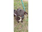 Adopt Nina a Black Mixed Breed (Medium) / Mixed dog in Greenville, GA (40962816)