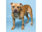 Adopt Big Mac a White - with Black American Pit Bull Terrier / Mixed Breed