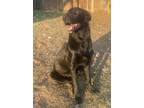 Adopt Dragon a Black Shepherd (Unknown Type) / Mixed dog in Fort Worth