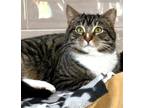 Adopt C24-03 Galileo a Domestic Shorthair / Mixed (short coat) cat in Columbia