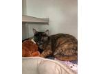 Adopt Tara a Domestic Shorthair / Mixed cat in Oakland, NJ (40962756)