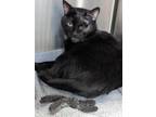 Adopt Binx a All Black Domestic Shorthair / Domestic Shorthair / Mixed cat in