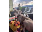 Adopt Jesper - Adoption Pending a White - with Gray or Silver Weimaraner dog in