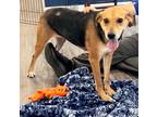 Adopt June a Beagle / Mixed dog in LaBelle, FL (40454215)