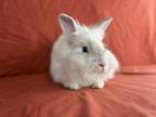 Adopt Jasper (Holly) a White Lionhead / Mixed rabbit in Holiday, FL (40962344)