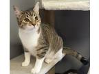 Adopt Strawberry a White Domestic Shorthair / Domestic Shorthair / Mixed cat in