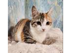 Adopt Shania a White Domestic Shorthair / Domestic Shorthair / Mixed cat in