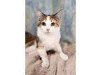 Adopt Reba a White Domestic Shorthair / Domestic Shorthair / Mixed cat in