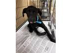 Adopt Stitch 29290 a Black Labrador Retriever dog in Joplin, MO (40962279)
