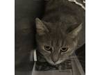 Adopt Edna a Gray or Blue Domestic Shorthair / Domestic Shorthair / Mixed cat in