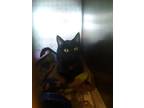 Adopt Princess a Black (Mostly) Domestic Shorthair (short coat) cat in Broadway