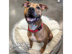 Adopt Harley a Tan/Yellow/Fawn Mixed Breed (Large) / Mixed dog in Janesville