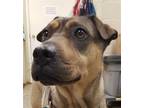 Adopt Meester a Tan/Yellow/Fawn Shar Pei / Mixed dog in Amarillo, TX (39740577)