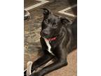 Adopt Sweet Mocha a Black - with White Retriever (Unknown Type) / Mixed dog in