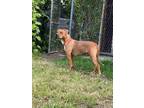 Adopt Chrissie a Tan/Yellow/Fawn Mixed Breed (Medium) / Mixed dog in Royal Oak