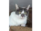 Adopt Violet a Calico or Dilute Calico Domestic Shorthair / Mixed (short coat)