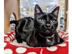 Adopt Eva a Black (Mostly) Domestic Shorthair / Mixed (short coat) cat in Niles
