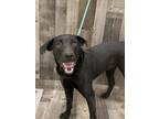Adopt Lucious K44 3/11/24 a Black Labrador Retriever / Mixed dog in San Angelo