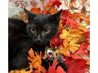 Adopt Prescott a All Black Domestic Shorthair / Domestic Shorthair / Mixed cat