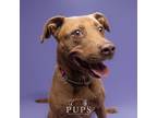 Adopt LUNA a Red/Golden/Orange/Chestnut American Staffordshire Terrier / Mixed