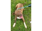 Adopt Hot Chocolate a Brown/Chocolate Mixed Breed (Medium) / Mixed dog in