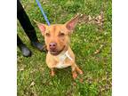 Adopt IZZY a Red/Golden/Orange/Chestnut Mixed Breed (Medium) / Mixed dog in