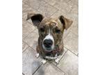 Adopt Chloe a Brindle - with White Pit Bull Terrier dog in Oklahoma City