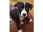 Adopt TESSA a Black - with White Pit Bull Terrier / Mixed dog in Ridgewood