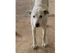 Adopt Lyle a White - with Tan, Yellow or Fawn Labrador Retriever / Mixed dog in