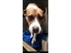 Adopt Ellie a White - with Red, Golden, Orange or Chestnut Boxer / Mixed dog in