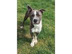 Adopt Freckles a Brown/Chocolate American Pit Bull Terrier / Mixed dog in