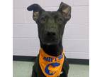Adopt Swisher a Black Mixed Breed (Large) / Mixed dog in Dubuque, IA (39554933)