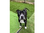Adopt Charleston a Black - with White Pit Bull Terrier / Mixed dog in