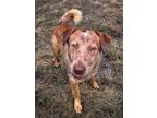 Adopt Edwin a Mixed Breed (Medium) / Mixed dog in Killen, AL (40757714)