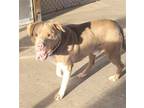 Adopt Bishop a Tan/Yellow/Fawn - with White Pit Bull Terrier / Shepherd (Unknown
