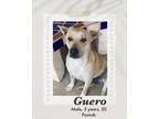 Adopt Guero a Black Mouth Cur / Carolina Dog dog in Lukeville, AZ (40959338)