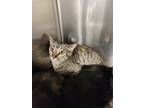 Adopt Shelly a Gray or Blue Domestic Shorthair / Mixed cat in Modesto