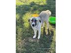 Adopt Rue a Anatolian Shepherd dog in Catoosa, OK (38987328)