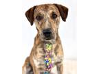 Adopt Herb a Brindle Black Mouth Cur / Mixed dog in Picayune, MS (40739484)