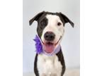 Adopt Akira a Gray/Blue/Silver/Salt & Pepper American Staffordshire Terrier /
