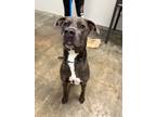 Adopt Skyler a Mixed Breed (Medium) / Mixed dog in Jonesboro, AR (40959123)