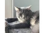 Adopt Harley [CP] a Gray, Blue or Silver Tabby Domestic Shorthair / Mixed (short